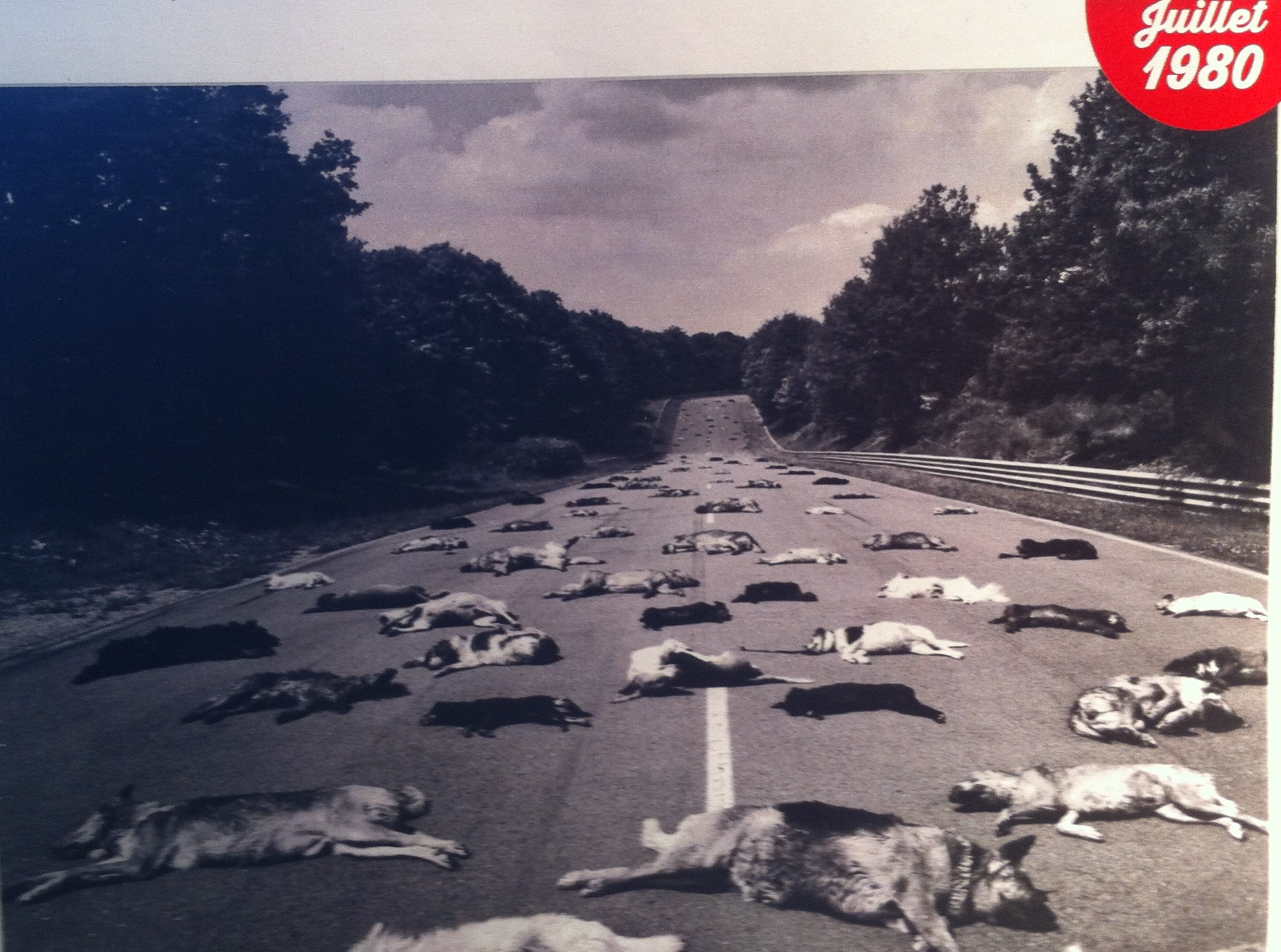 Czy szokowanie to drugie ja kampanii charytatywnych!?